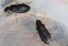 Harpalus latus